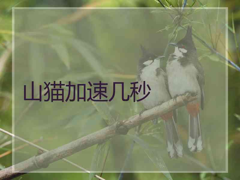山猫加速几秒