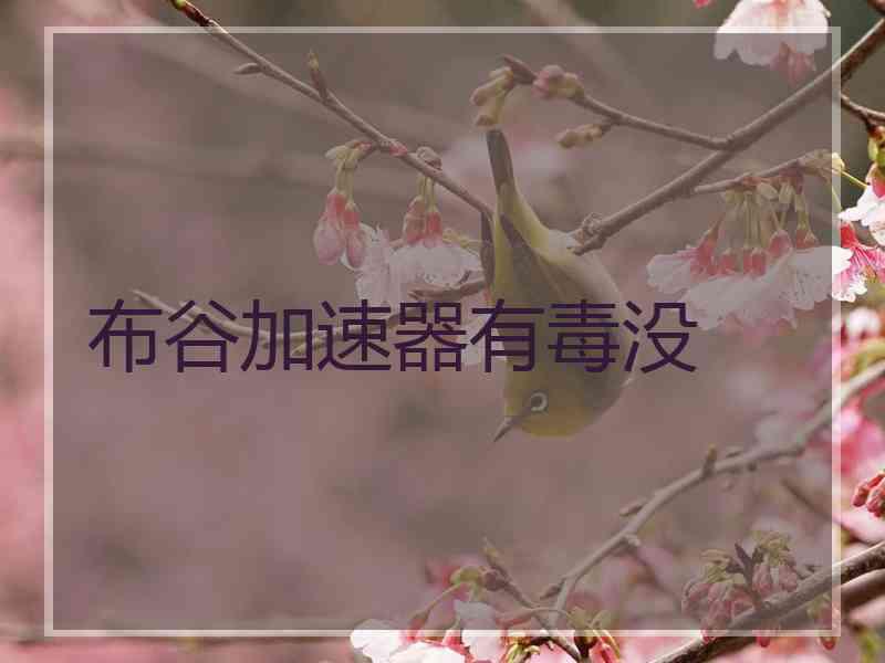 布谷加速器有毒没