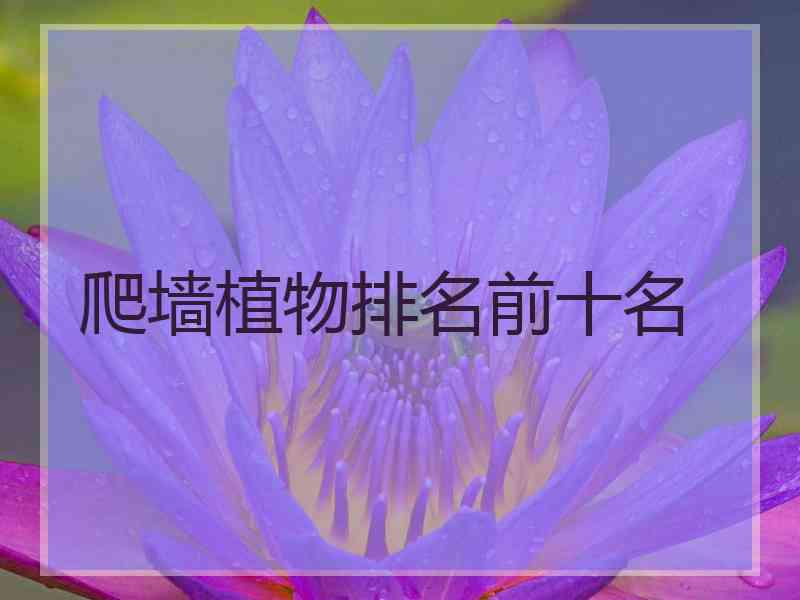 爬墙植物排名前十名
