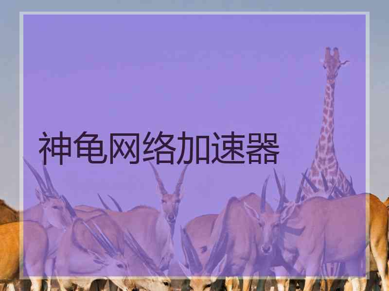 神龟网络加速器