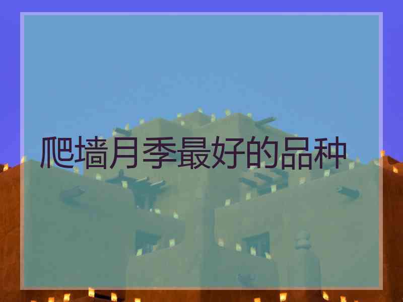 爬墙月季最好的品种