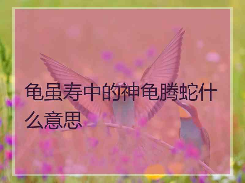 龟虽寿中的神龟腾蛇什么意思
