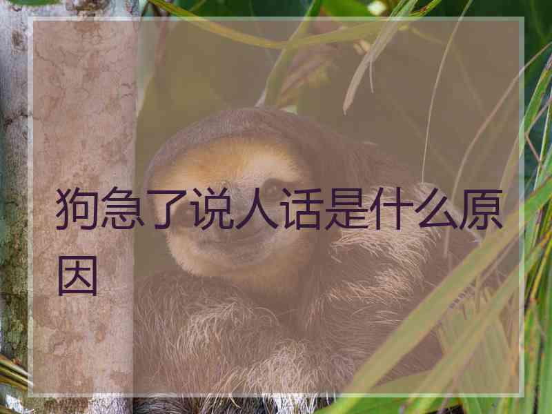 狗急了说人话是什么原因