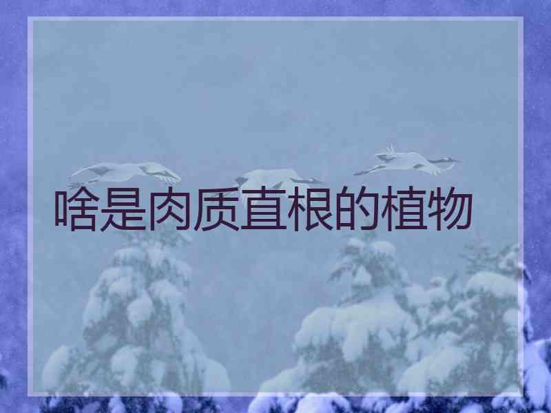 啥是肉质直根的植物