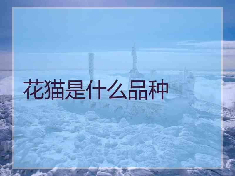 花猫是什么品种