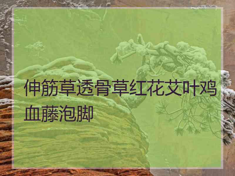 伸筋草透骨草红花艾叶鸡血藤泡脚