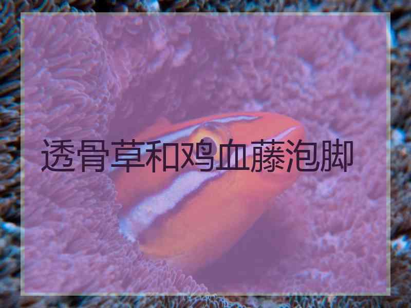 透骨草和鸡血藤泡脚