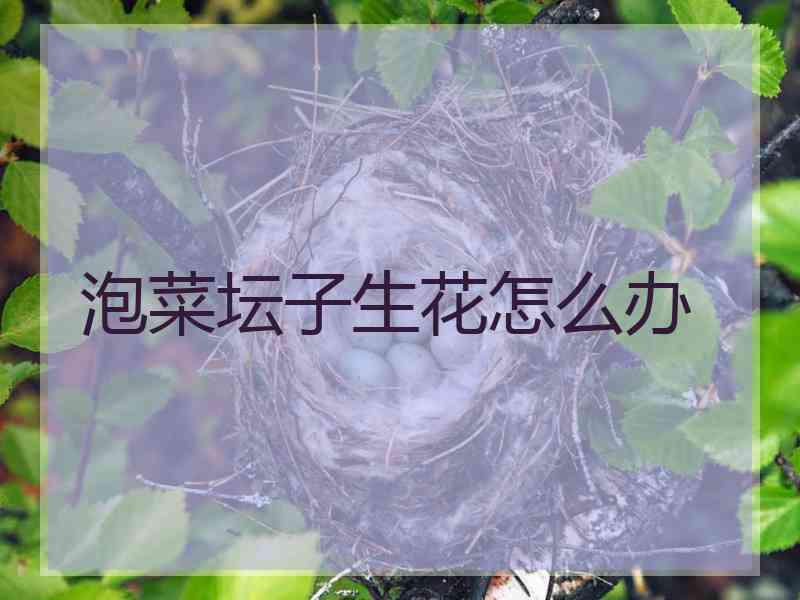 泡菜坛子生花怎么办